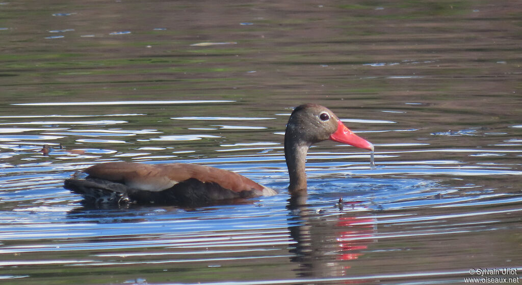 Dendrocygne à ventre noiradulte