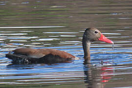 Dendrocygne à ventre noir