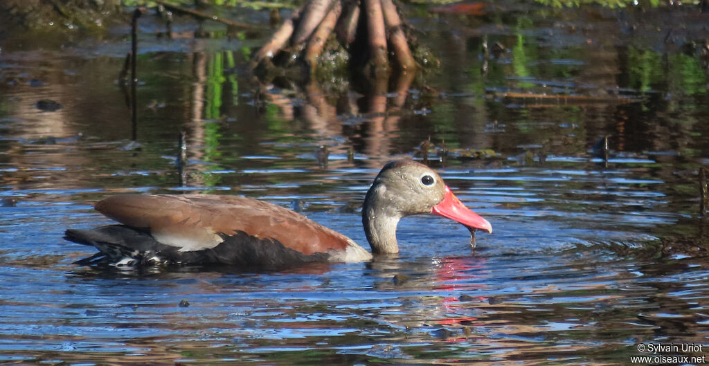 Dendrocygne à ventre noiradulte