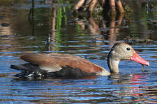 Dendrocygne à ventre noir