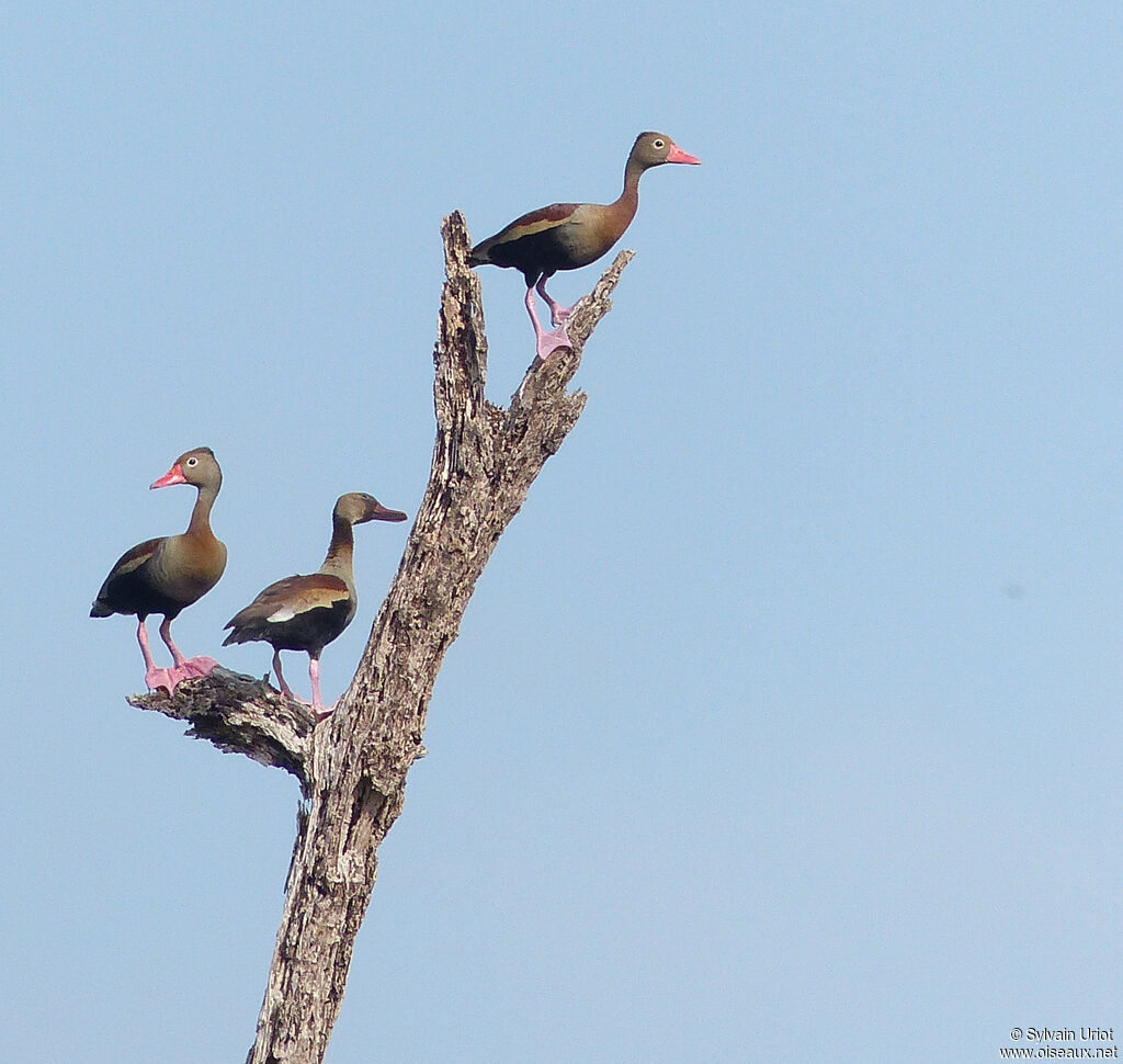 Dendrocygne à ventre noir