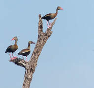 Black-bellied Whistling Duck