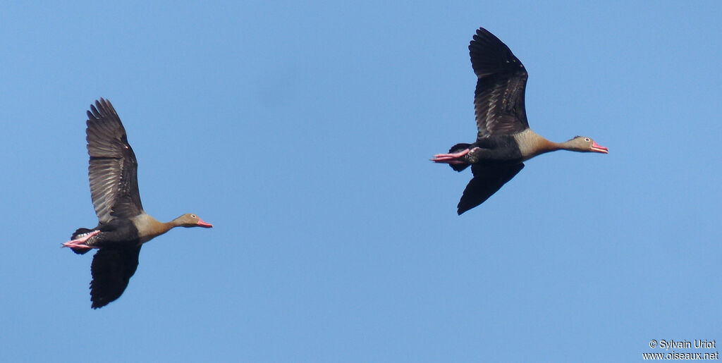 Dendrocygne à ventre noir