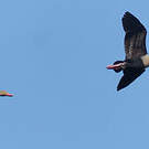 Dendrocygne à ventre noir