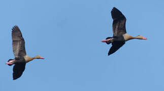 Black-bellied Whistling Duck