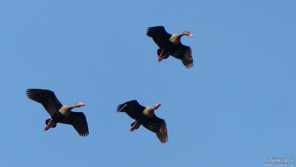 Dendrocygne à ventre noir