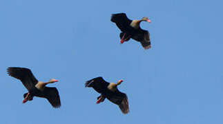 Black-bellied Whistling Duck