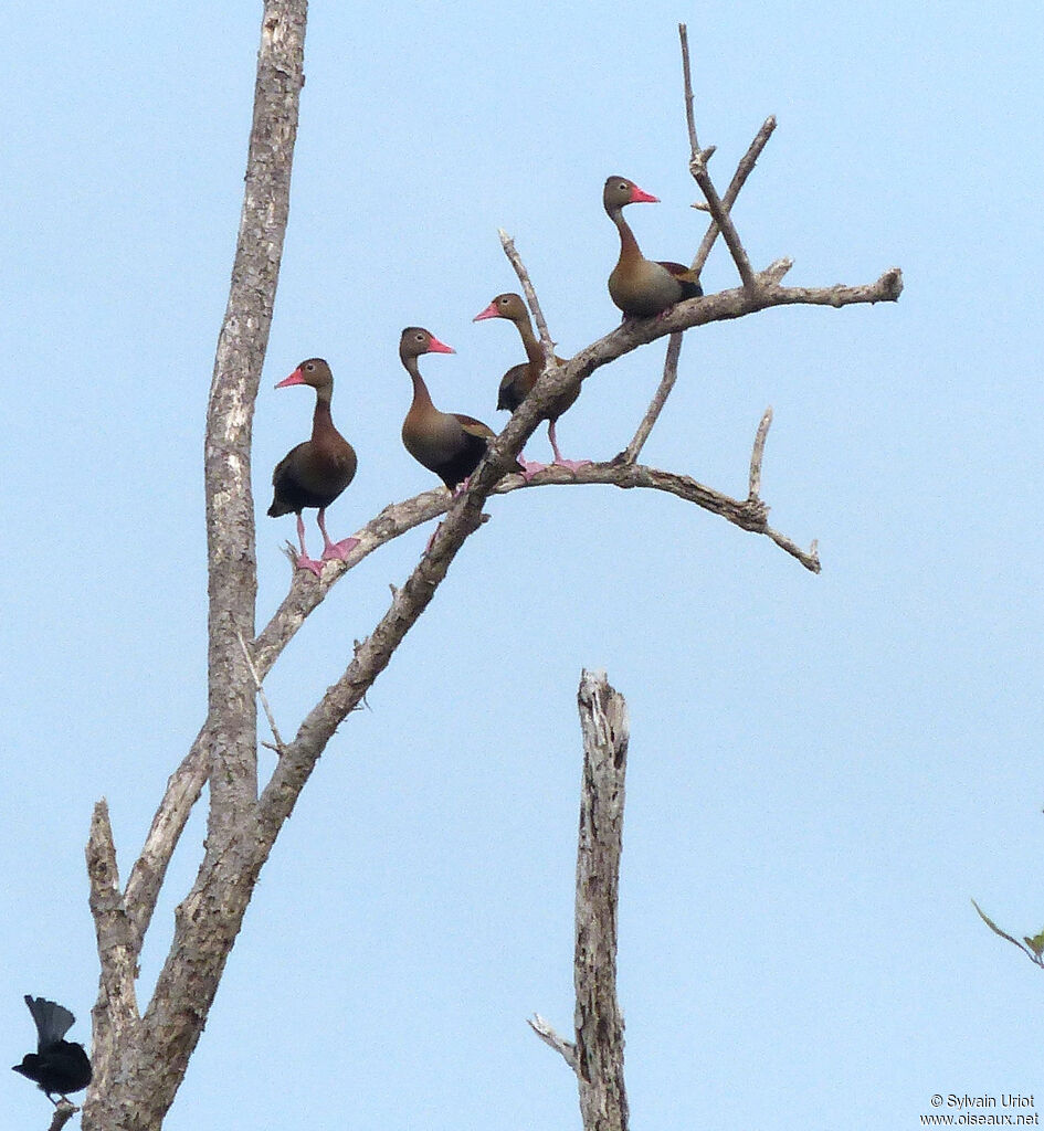 Black-bellied Whistling Duck