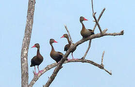 Black-bellied Whistling Duck