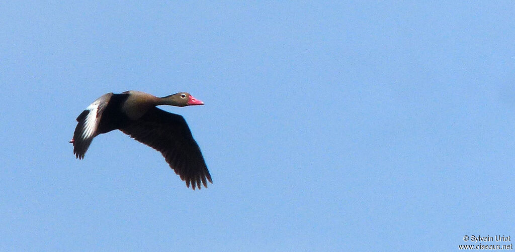 Dendrocygne à ventre noir