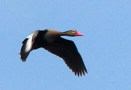 Black-bellied Whistling Duck