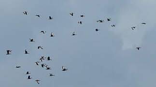 Black-bellied Whistling Duck