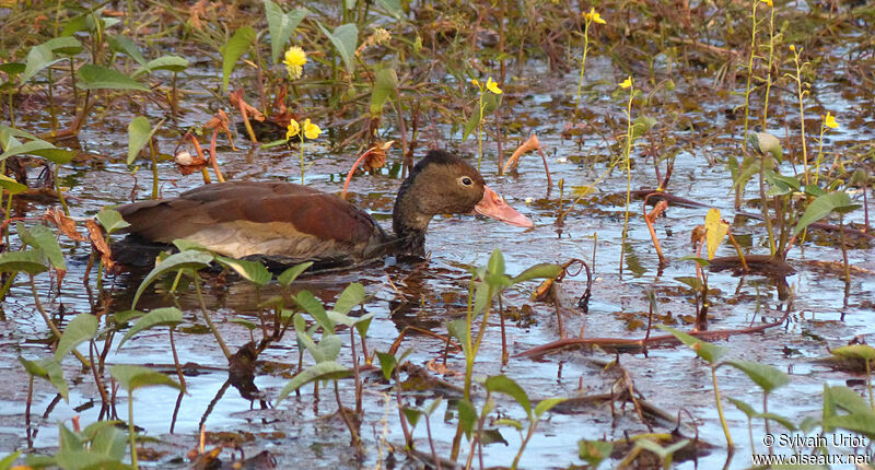 Black-bellied Whistling Duckadult