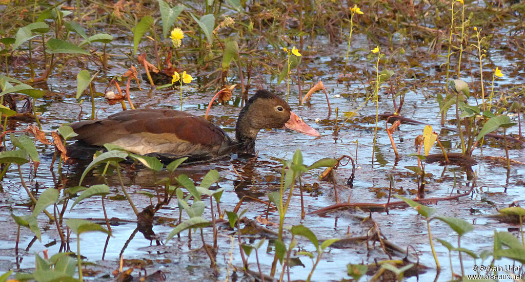 Dendrocygne à ventre noiradulte