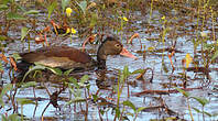 Dendrocygne à ventre noir