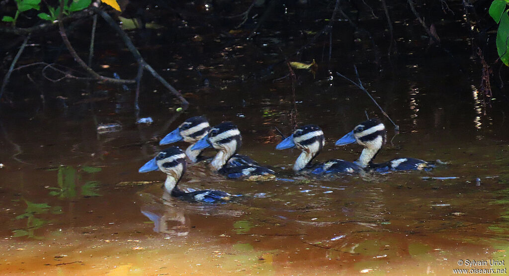 Black-bellied Whistling DuckPoussin