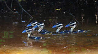 Black-bellied Whistling Duck