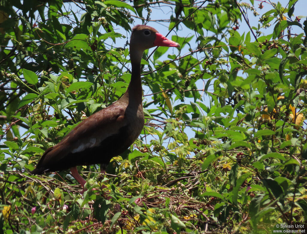 Dendrocygne à ventre noiradulte