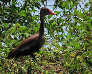 Dendrocygne à ventre noir