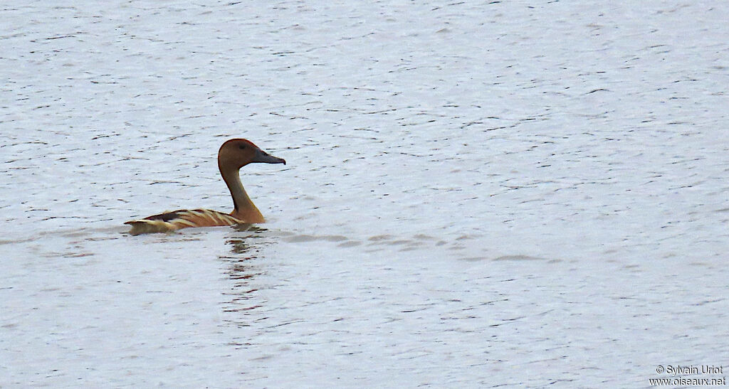 Dendrocygne fauveadulte