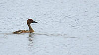 Dendrocygne fauve