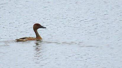 Dendrocygne fauve