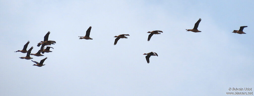 Dendrocygne fauveadulte