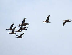 Fulvous Whistling Duck