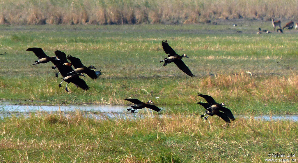 White-faced Whistling Duck