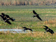 White-faced Whistling Duck