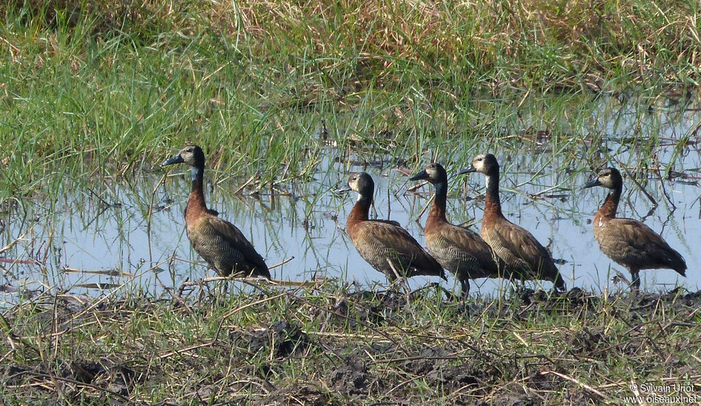 White-faced Whistling Duck