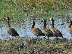 White-faced Whistling Duck