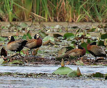 White-faced Whistling Duck