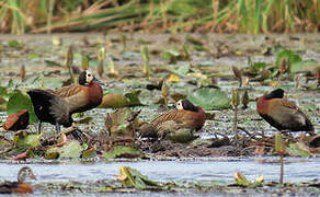 White-faced Whistling Duck