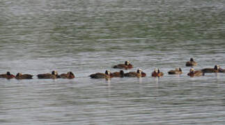 White-faced Whistling Duck