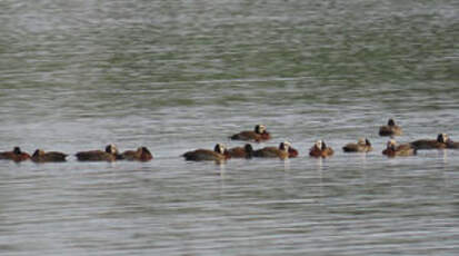 Dendrocygne veuf
