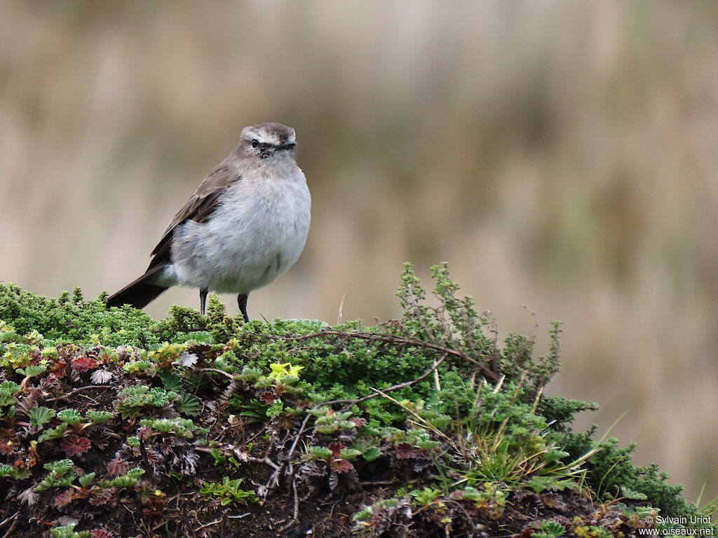 Paramo Ground Tyrantadult