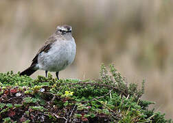 Paramo Ground Tyrant