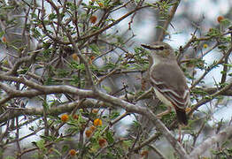 Short-tailed Field Tyrant