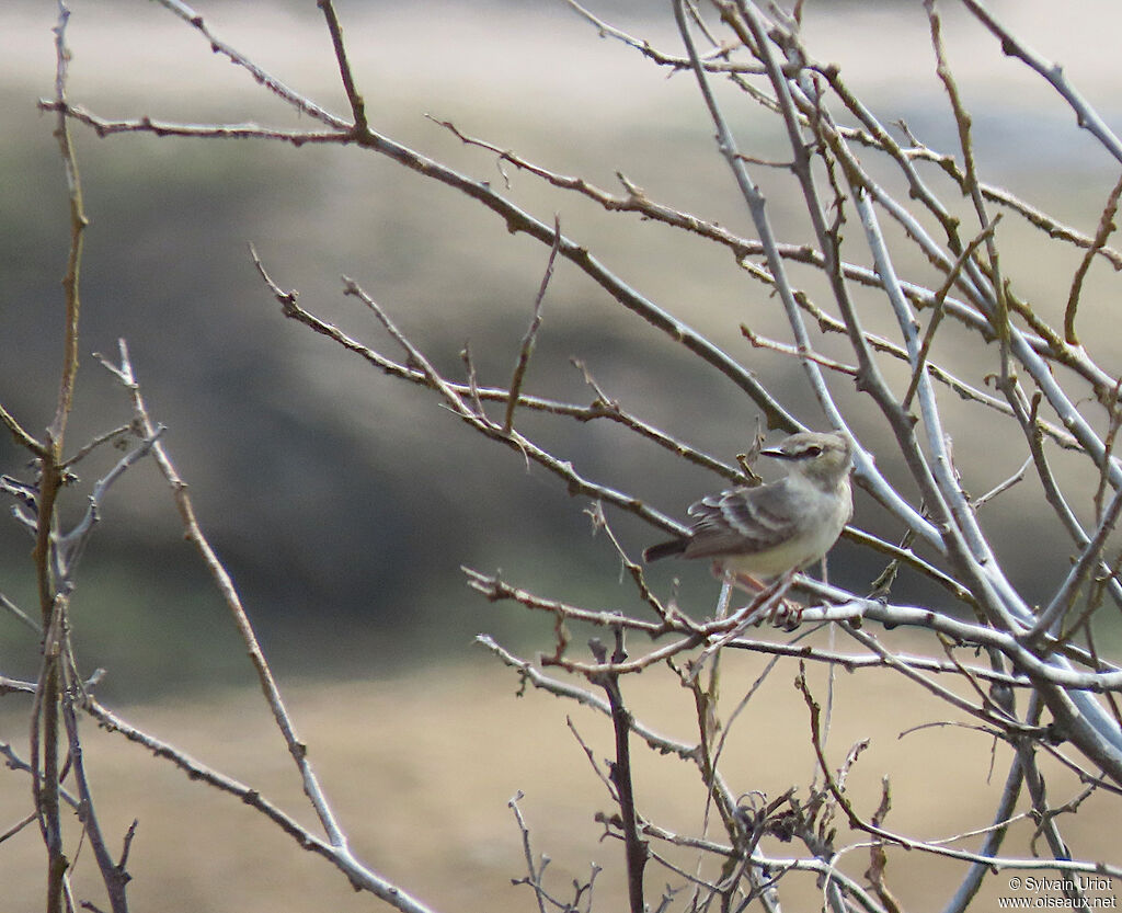 Short-tailed Field Tyrantadult