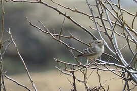 Short-tailed Field Tyrant