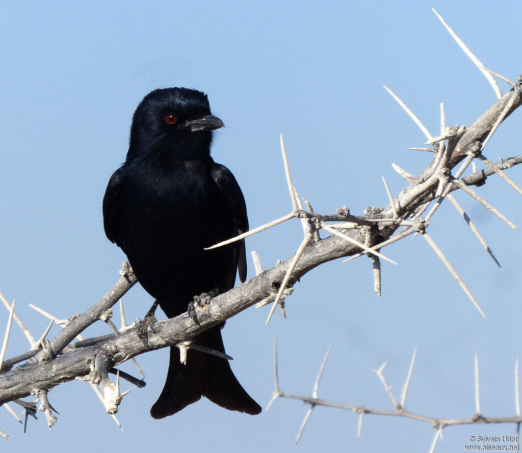 Fork-tailed Drongo