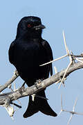 Fork-tailed Drongo