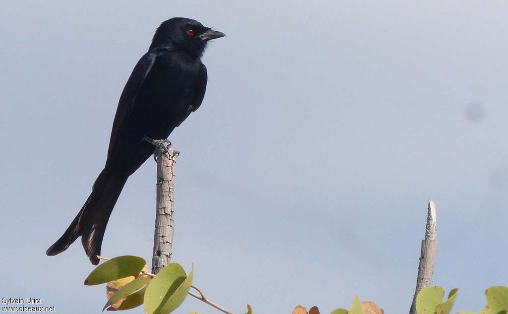 Fork-tailed Drongoadult, pigmentation, Behaviour