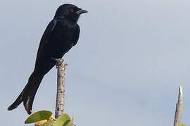 Fork-tailed Drongo