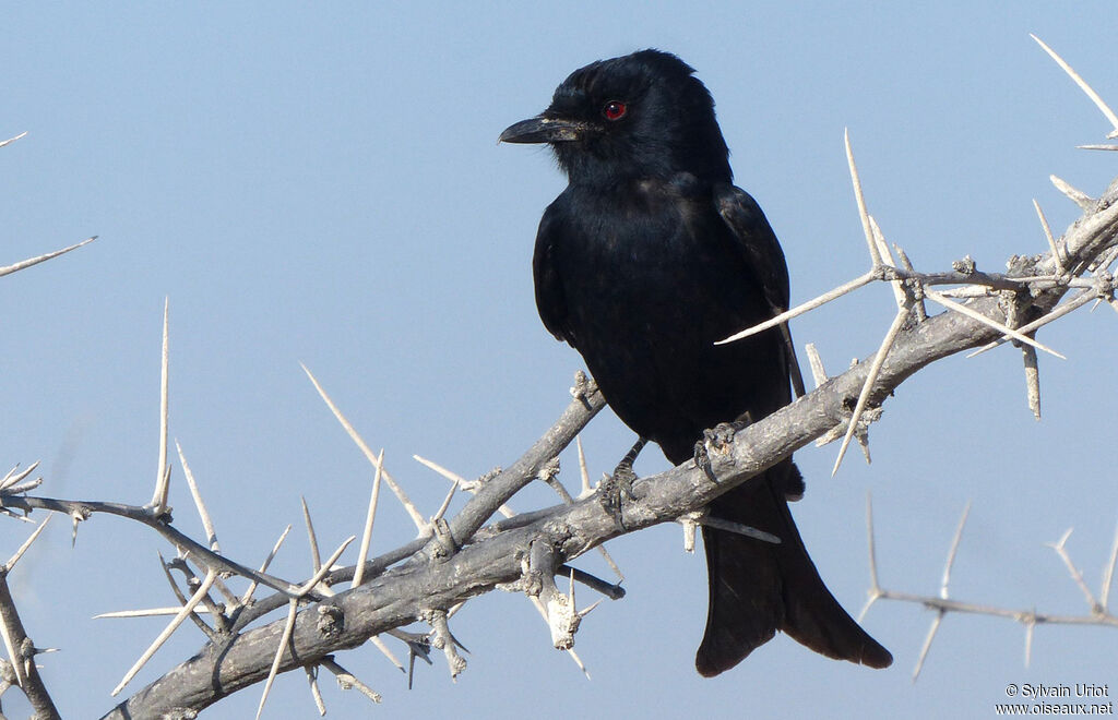 Fork-tailed Drongo