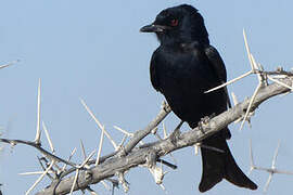 Fork-tailed Drongo