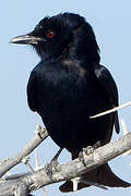 Fork-tailed Drongo