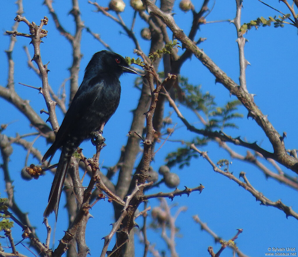 Drongo brillantadulte