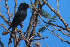 Fork-tailed Drongo